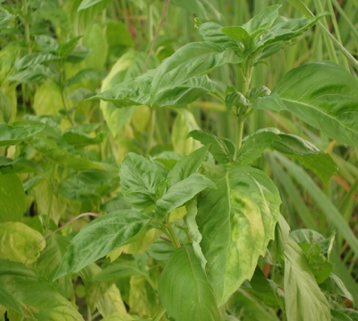 Ocimum basilicum spp - Basilic Grandes Feuilles