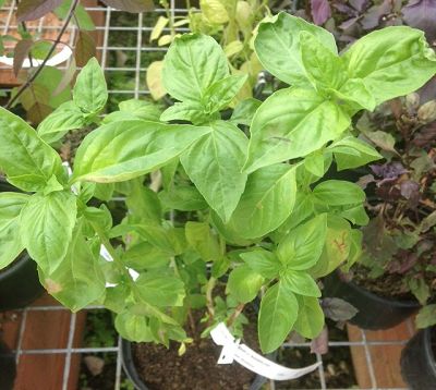 Ocimum basilicum - Basilic marseillais