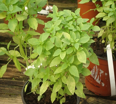 Ocimum basilicum minimum - Basilic petites feuilles