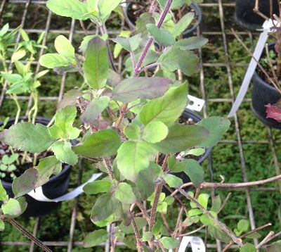 Ocimum sanctum - Basilic sacré - Tulsi