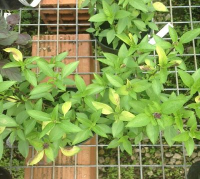 Ocimum basilicum thai siam queen - Basilic thaï
