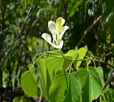 Bauhinia variegata  candida- Bauhinia blanc