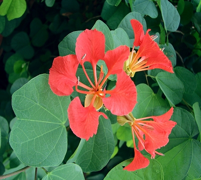 Bauhinia galpinii - punctata - Bauhinia nain orange