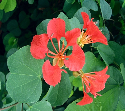 Bauhinia galpinii - punctata - Bauhinia nain orange