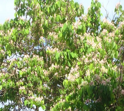 Bauhinia variegata rosea - Bauhinia rose