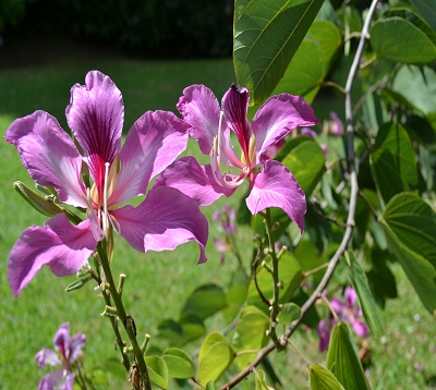 Bauhinia variegata blakaena - Bauhinia violet