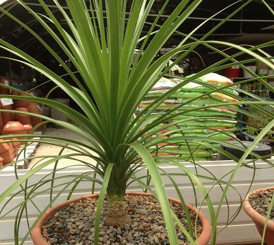 Beaucarnea guatemalensis - Beaucarnea guatemalensis