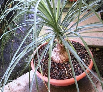 Beaucarnea recurvata - Beaucarnea recurvata