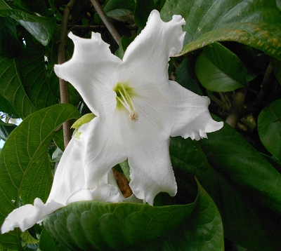 Beaumontia grandiflora - Beaumontia - Lys-Bois