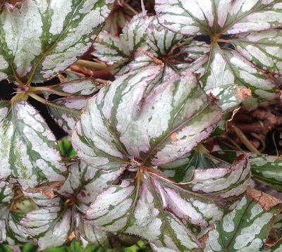 Begonia benitochiba - Begonia benitochiba