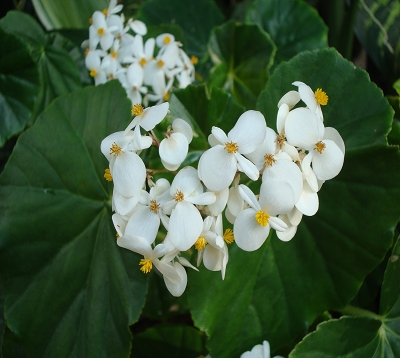 Begonia nitida - Begonia blanc