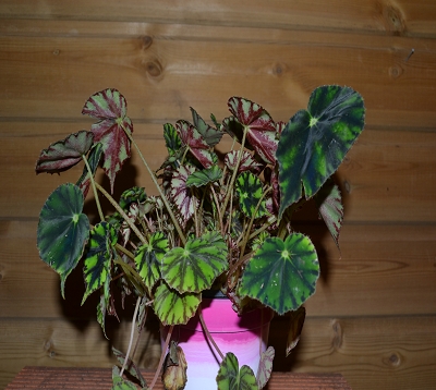 Begonia china doll- Begonia china doll