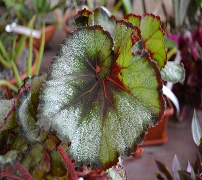 Begonia rex 