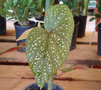 Begonia maculata - Begonia maculata