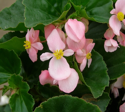 Begonia nitida - Begonia rose