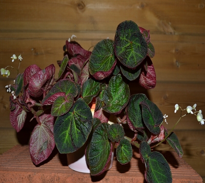 Begonia SPP - Begonia