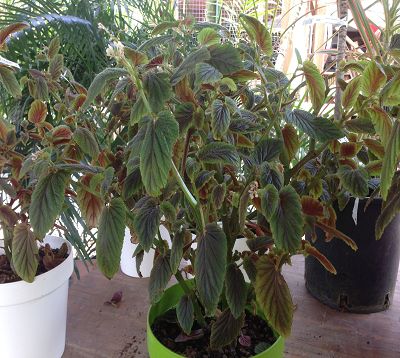 Begonia ulmifolia - Begonia ulmifolia