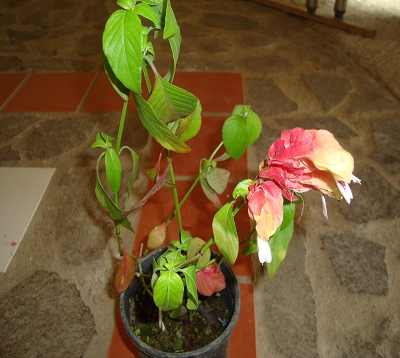 Justicia brandegeeana - Belopérone