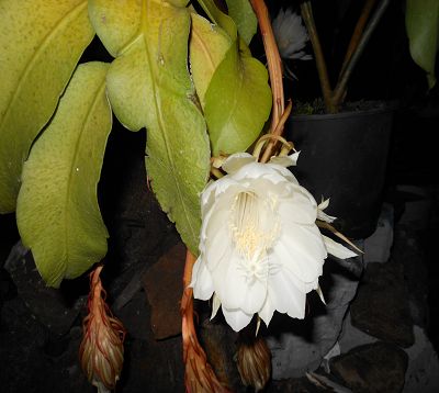 Epiphyllum phyllanthus - Berceau de Moise