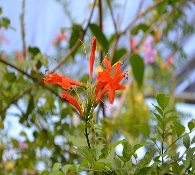 Tecomaria capensis - Bignone orange