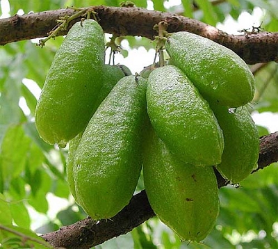 Averrhoa bilimbi - Bilimbi