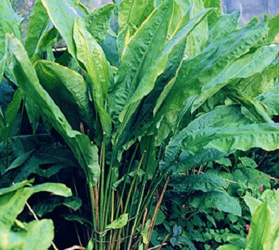 Cyclantus bipartitus  - Bipinatiphylum