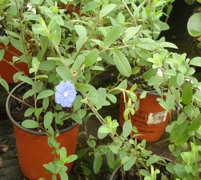 Evolvulus glomeratus - Bleuet