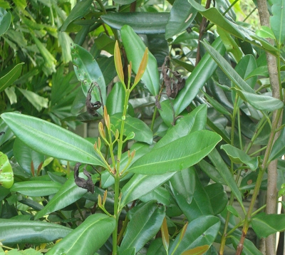 Pimenta racemosa- Bois d'inde
