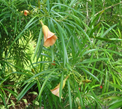 Thevetia peruviana - Bois-lait - Laurier jaune