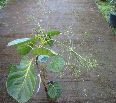 Polyscias scuttelaria - Boldo
