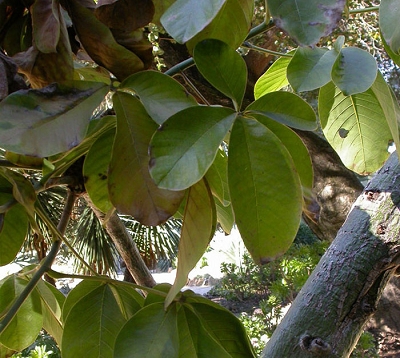 Bombax ceiba - Bombax