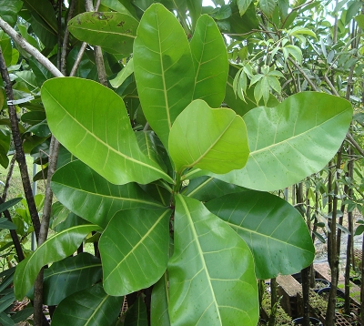 Barringtonia excelsa - Bonnet l'évêque