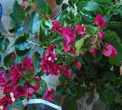 Bougainvillea - Bougainvillée aubergine