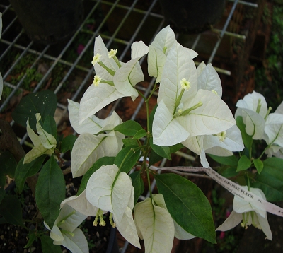 Bougainvillea - Bougainvillée blanc grosses fleurs