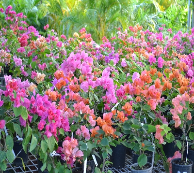 Bougainvillea - Bougainvillée coloris classics