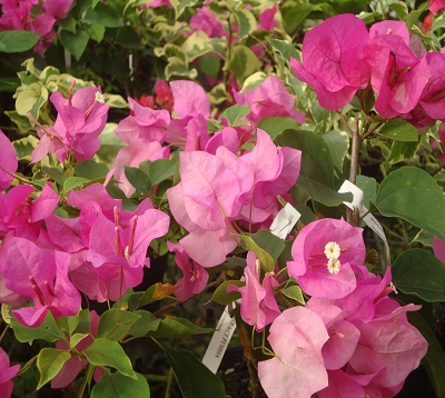 Bougainvillea - Bougainvillée compact fushia