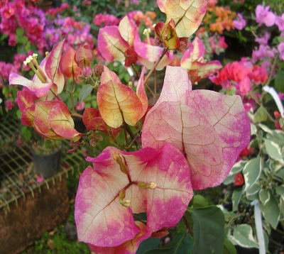 Bougainvillea - Bougainvillée madras