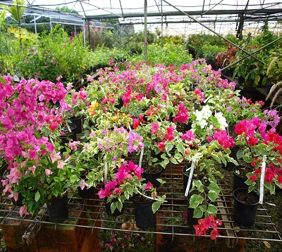 Bougainvillea variegata - Bougainvillée panaché