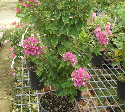 Bougainvillea - Bougainvillée pixie