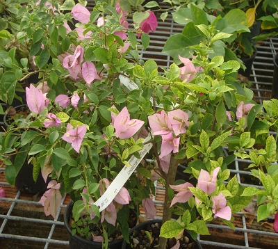 Bougainvillea - Bougainvillée rampant rose-mauve