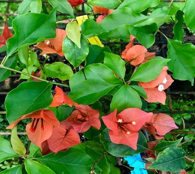 Bougainvillea - Bougainvillée rampant tomate