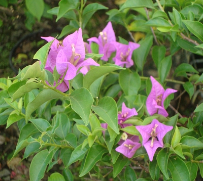 Bougainvillea - Bougainvillée violet de haie