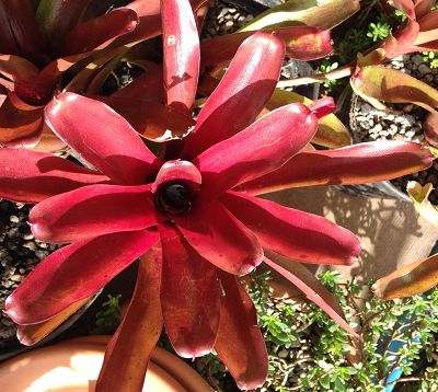Bromeliacae - Broméliacée rouge