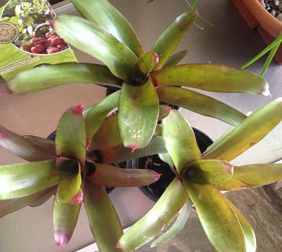 Bromeliacae - Broméliacées