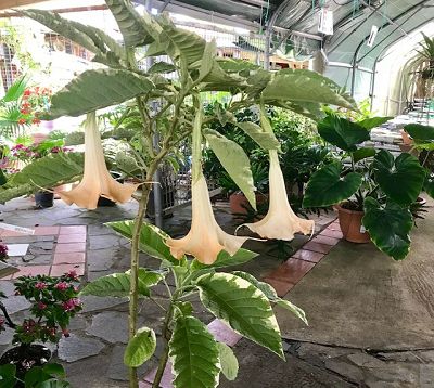 Brugmansia arborea - Brugmansia arbustif