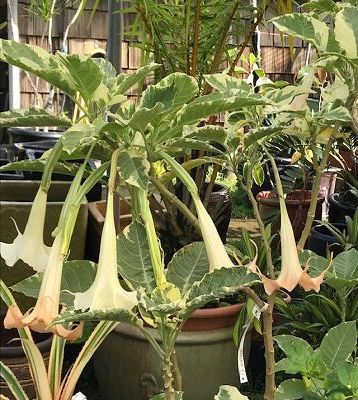 Brugmansia arborea - Brugmansia panaché arbustif