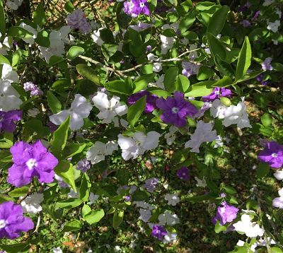 Brunfelsia - Brunfelsie