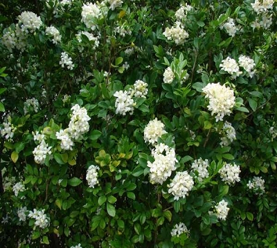 Murraya paniculata - Buis de Chine