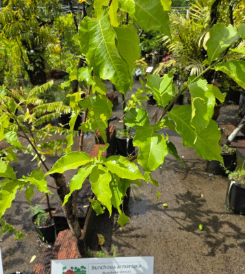 Bunchosia armeniaca- Bunchosie abricot