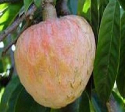 Annona reticulata - Cachiman Blanc